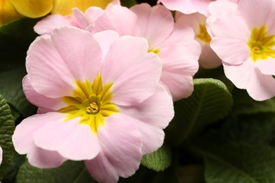 Photo of Beautiful primula (primrose) plant with pink flowers, closeup. Spring blossom