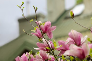 Photo of Beautiful magnolia tree with pink flowers on blurred background, closeup
