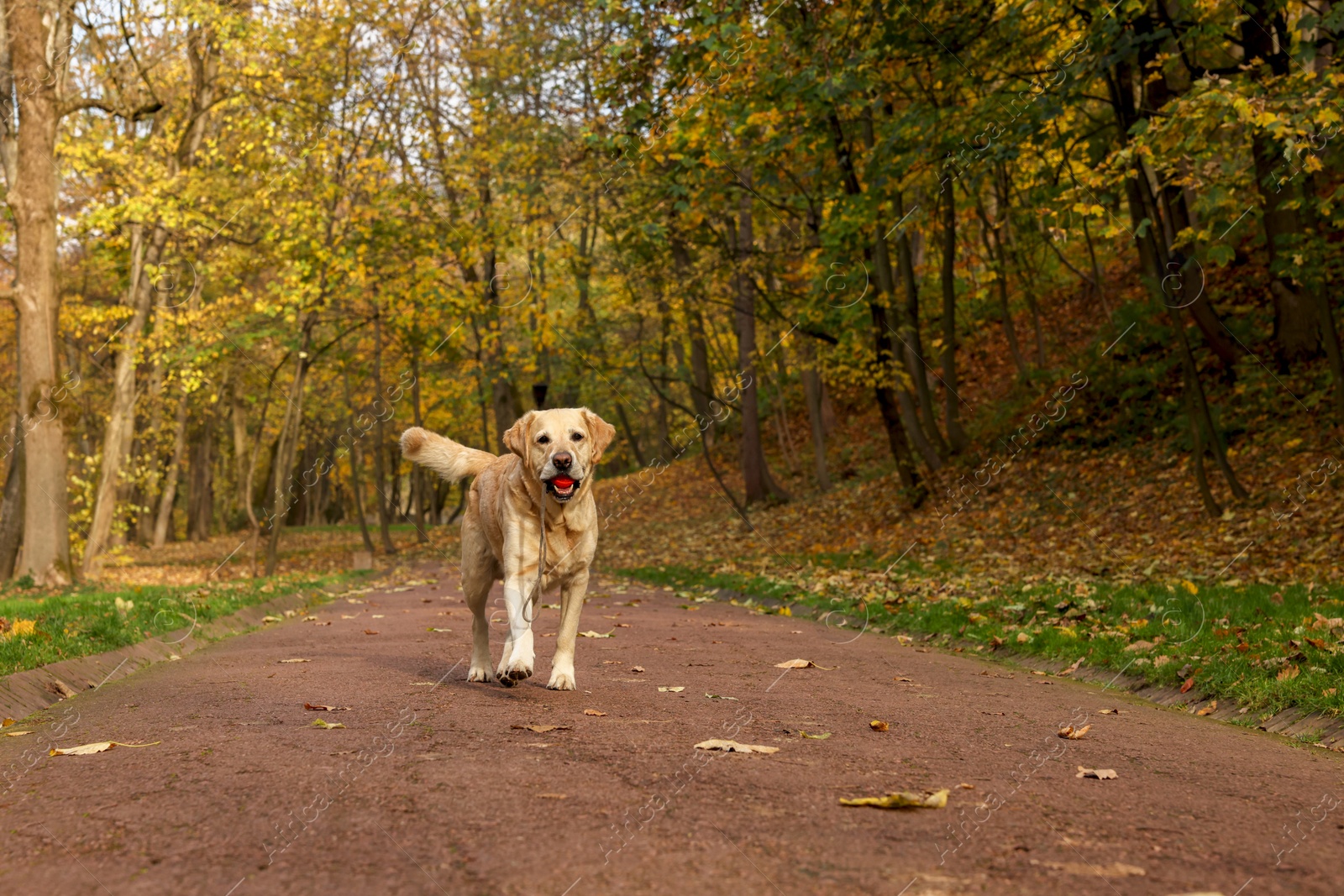 Photo of Cute Labrador Retriever dog with toy ball in sunny autumn park. Space for text