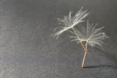 Photo of Dandelion seeds on grey background, close up