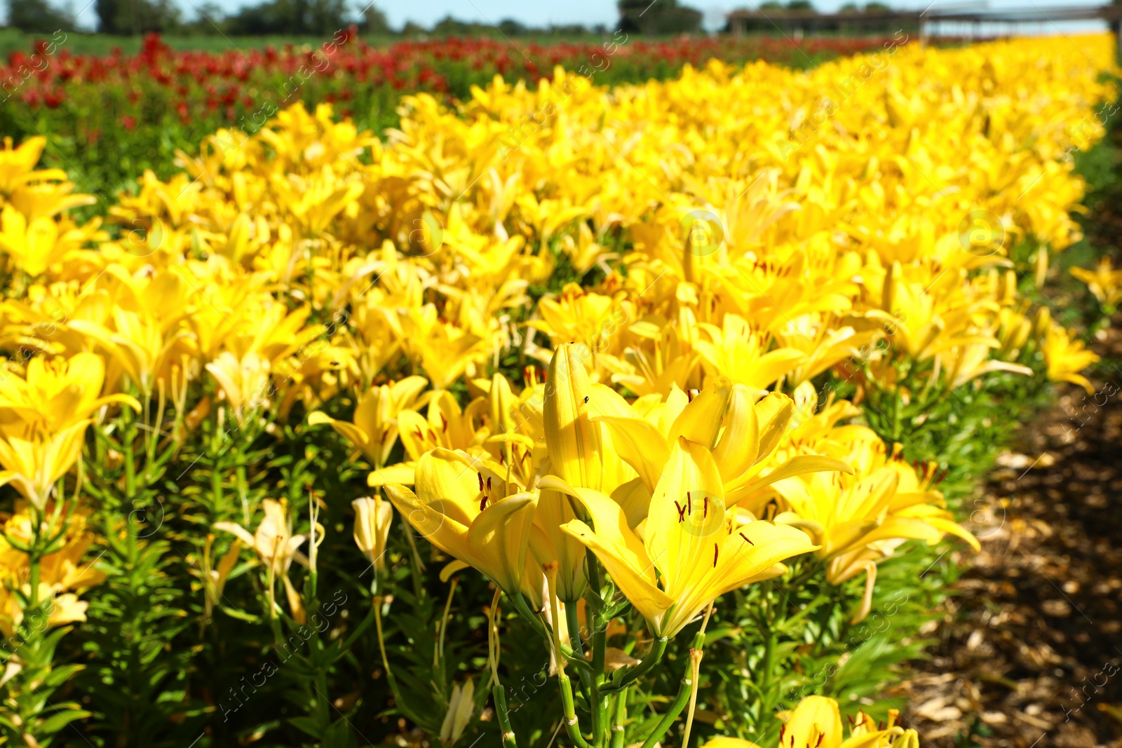 Photo of Beautiful bright yellow lilies growing at flower field