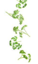 Image of Fresh green curly parsley falling on white background