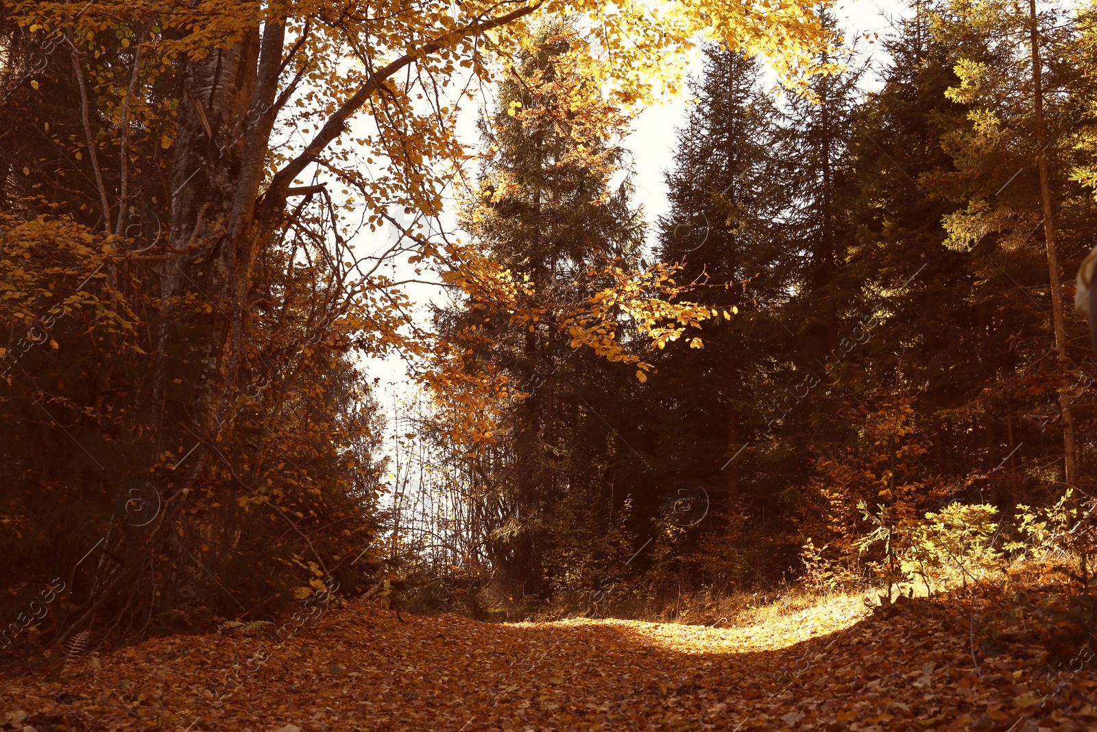 Photo of Picturesque landscape with autumn forest on sunny day