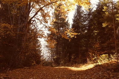 Picturesque landscape with autumn forest on sunny day