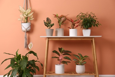 Different houseplants on table near orange coral wall