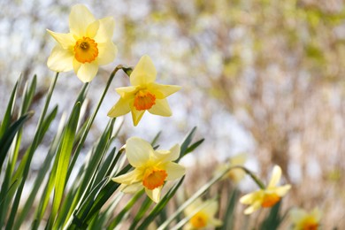 Photo of Beautiful yellow daffodils outdoors on spring day, closeup