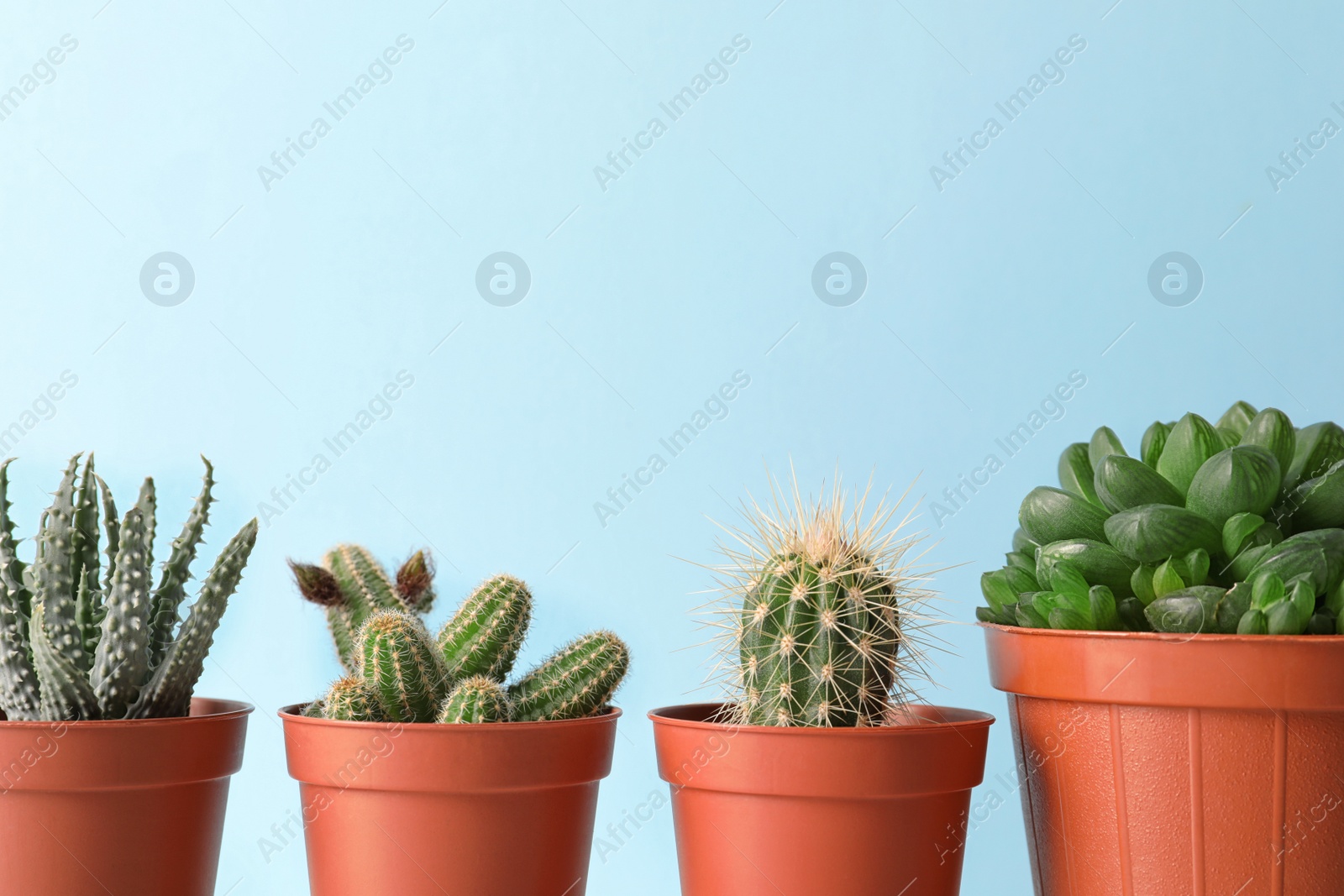 Photo of Beautiful succulent plants in pots against blue background, space for text. Home decor