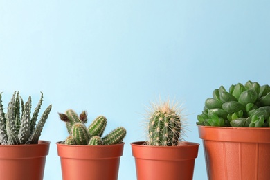 Photo of Beautiful succulent plants in pots against blue background, space for text. Home decor