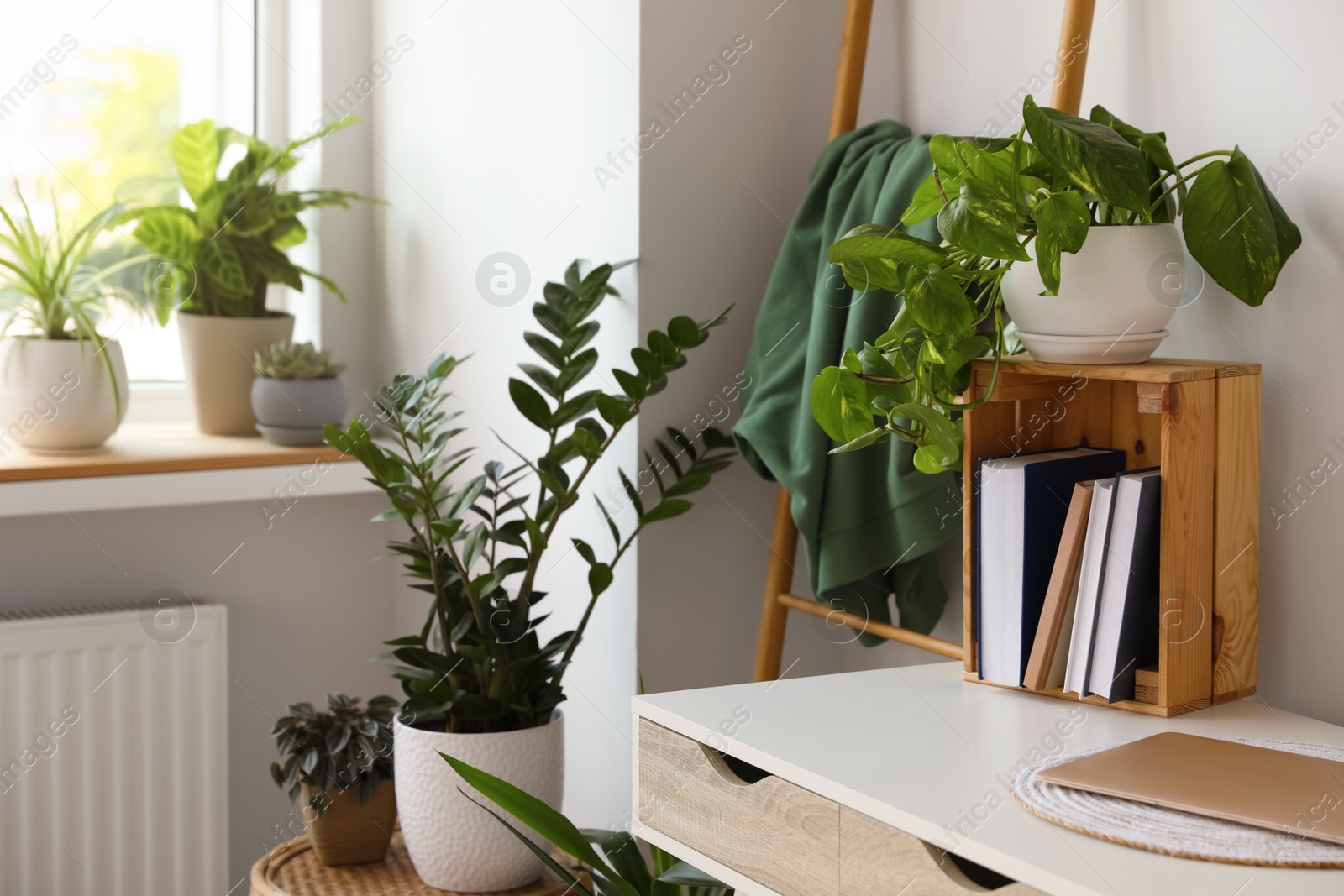 Photo of Home office interior with different beautiful houseplants