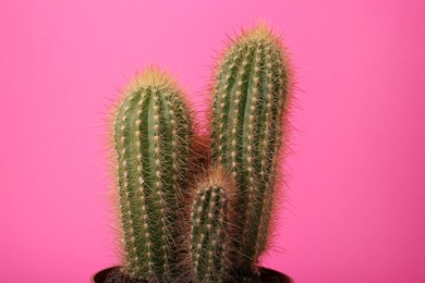 Photo of Beautiful green cactus on pink background. Tropical plant