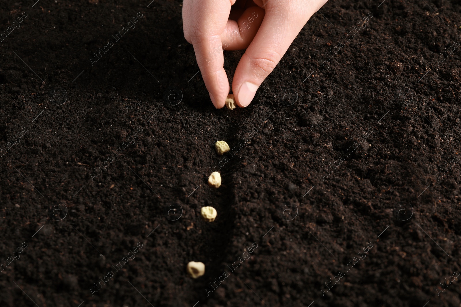 Photo of Woman planting pea seeds into fertile soil, closeup. Vegetable growing