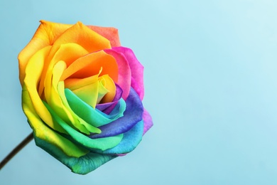 Photo of Amazing rainbow rose flower on color background