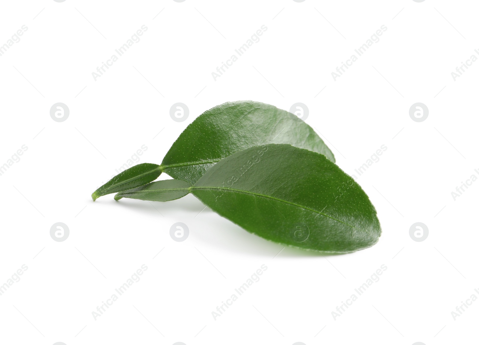 Photo of Green leaves of bergamot plant on white background