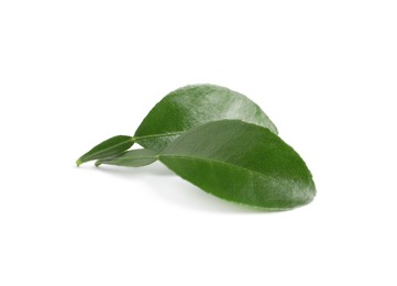 Photo of Green leaves of bergamot plant on white background