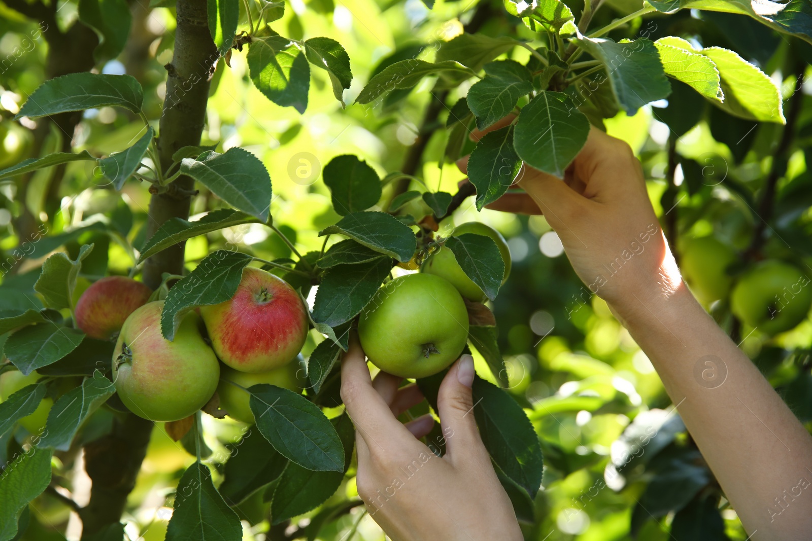 Photo of Woman picking ripe apples from tree outdoors, closeup