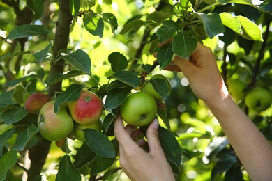 Photo of Woman picking ripe apples from tree outdoors, closeup