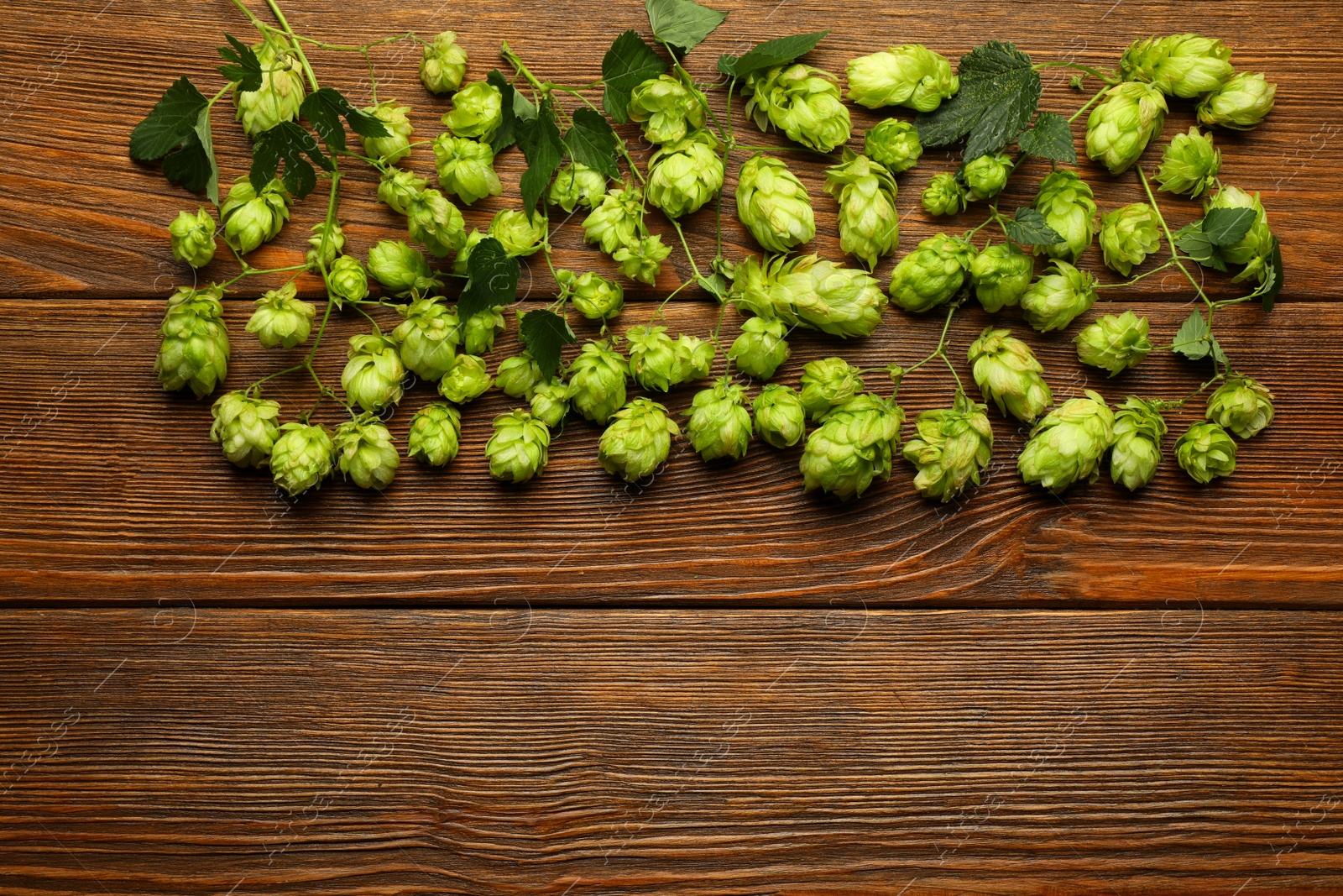 Photo of Branches of fresh green hops on wooden table, flat lay. Space for text