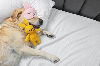Photo of Cute Labrador Retriever with sleep mask and crocheted bunny resting on bed, top view. Space for text