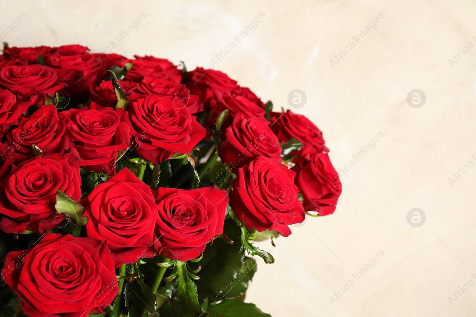 Photo of Luxury bouquet of fresh red roses on light background, closeup