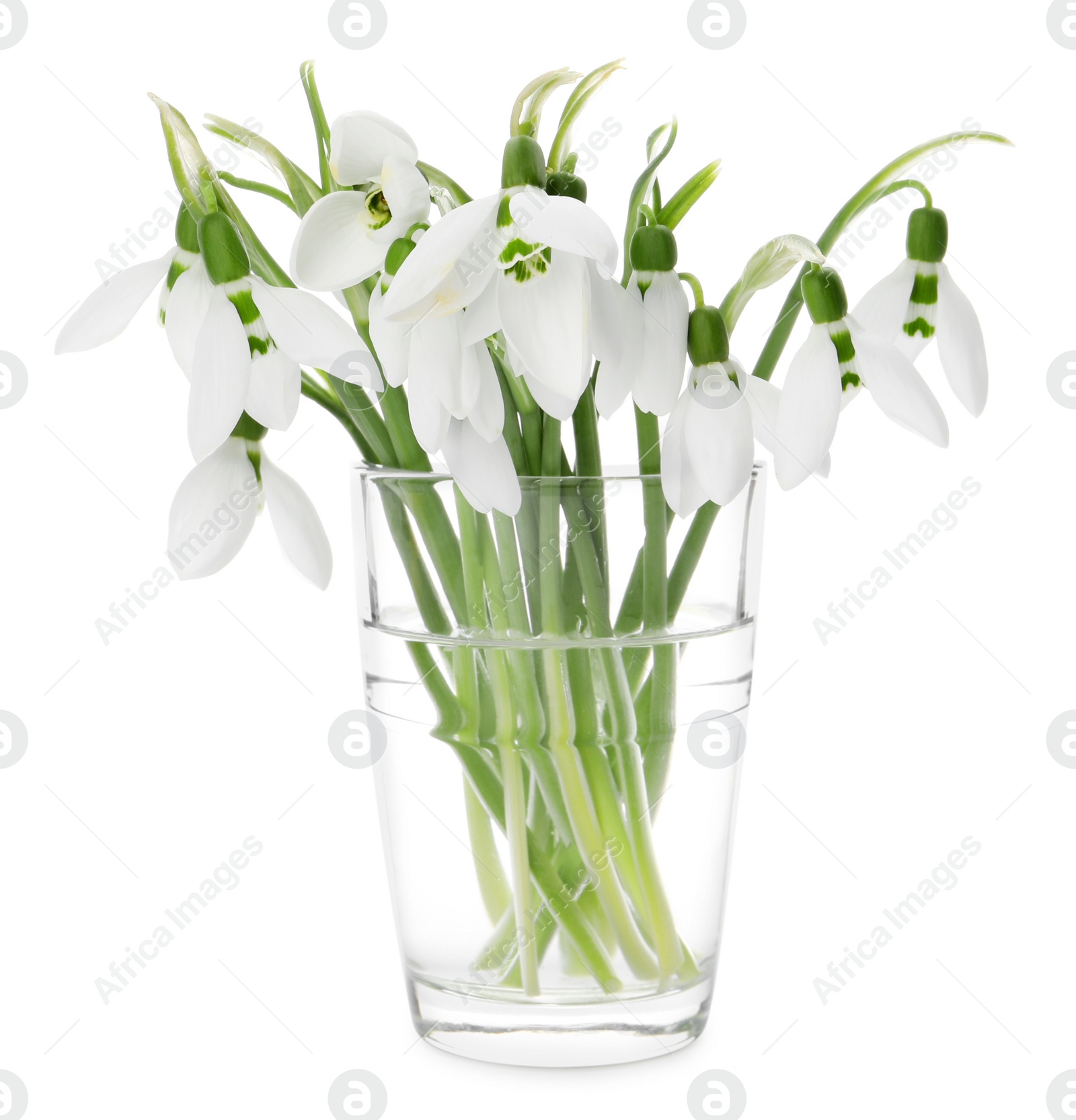Photo of Beautiful snowdrops in vase isolated on white. Spring flowers