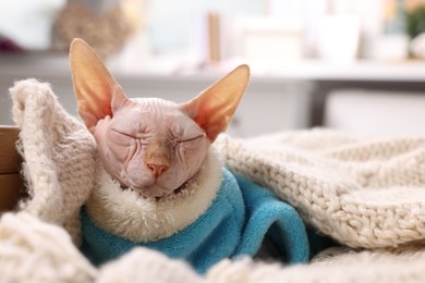 Photo of Cute Sphynx cat in warm sweater sleeping at home, space for text. Lovely pet