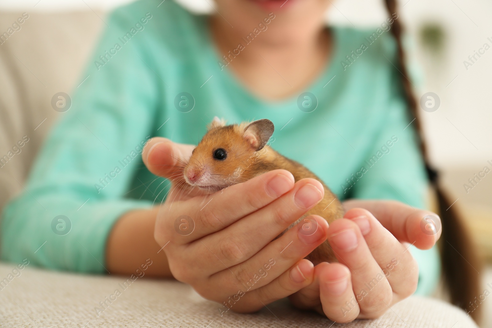 Photo of Little girl holding cute hamster at home, closeup