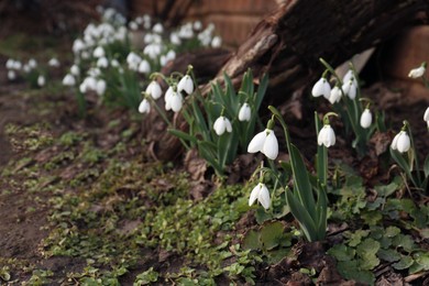 Beautiful white blooming snowdrops growing outdoors, space for text