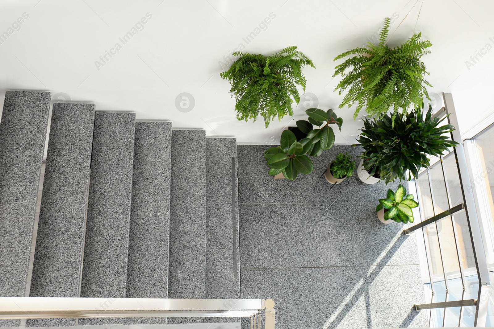 Photo of Different plants on stairs indoors, above view. Home design idea