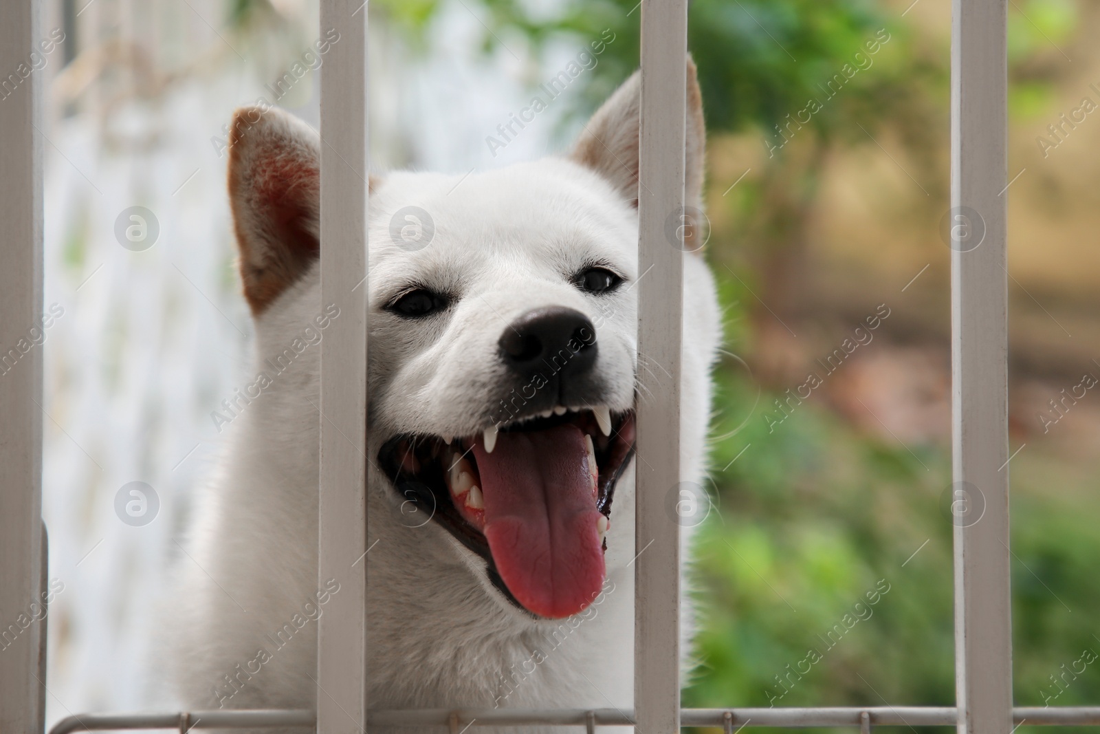 Photo of Shiba Inu dog near metal fence outdoors, closeup