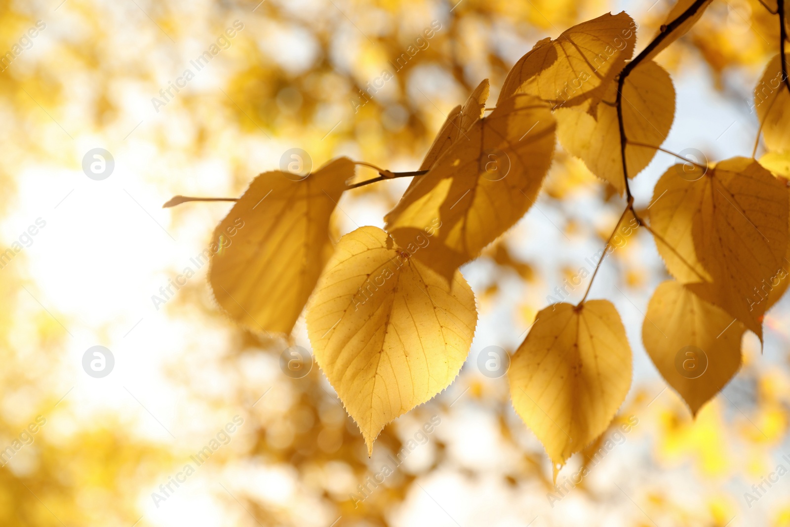 Photo of Tree branch with sunlit golden leaves in park, closeup. Autumn season