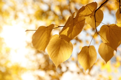 Photo of Tree branch with sunlit golden leaves in park, closeup. Autumn season