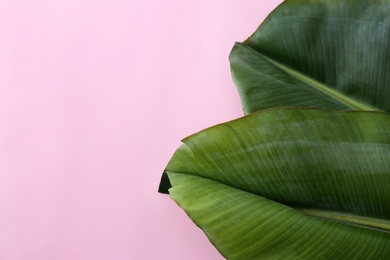 Photo of Fresh green banana leaves on color background, flat lay with space for text. Tropical foliage