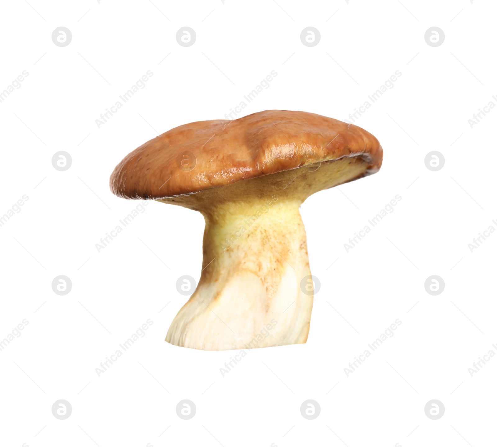 Photo of Fresh slippery jack mushroom isolated on white