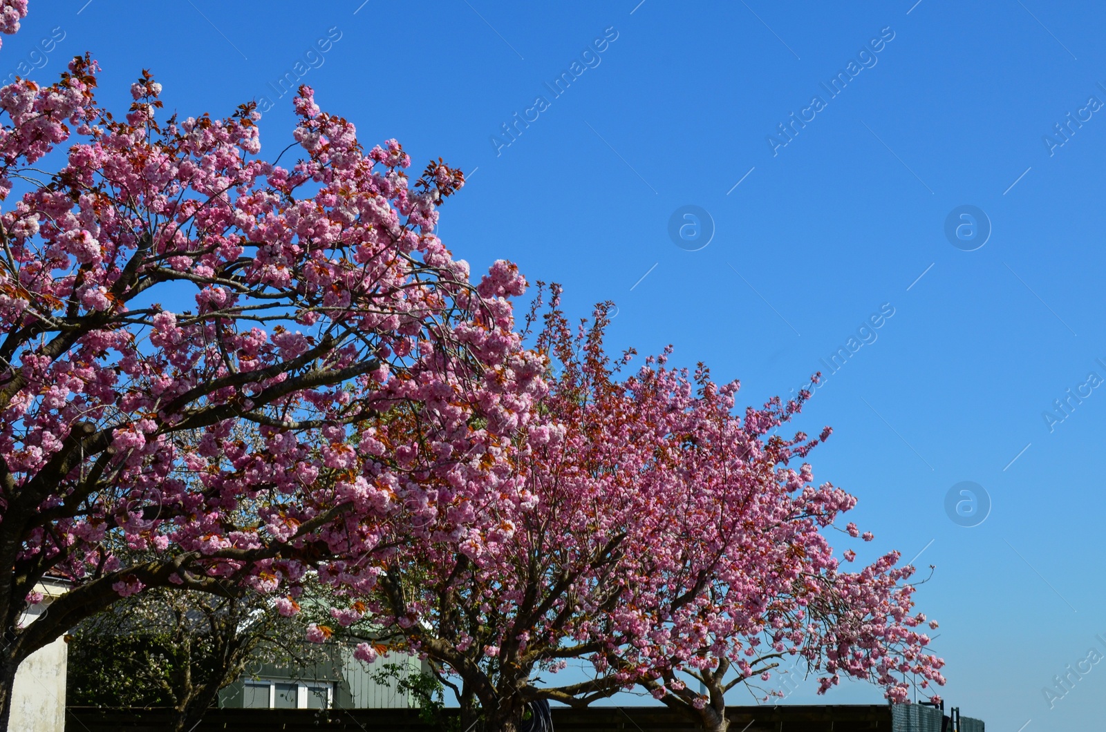 Photo of Beautiful blossoming sakura trees outdoors on sunny spring day