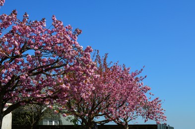 Photo of Beautiful blossoming sakura trees outdoors on sunny spring day