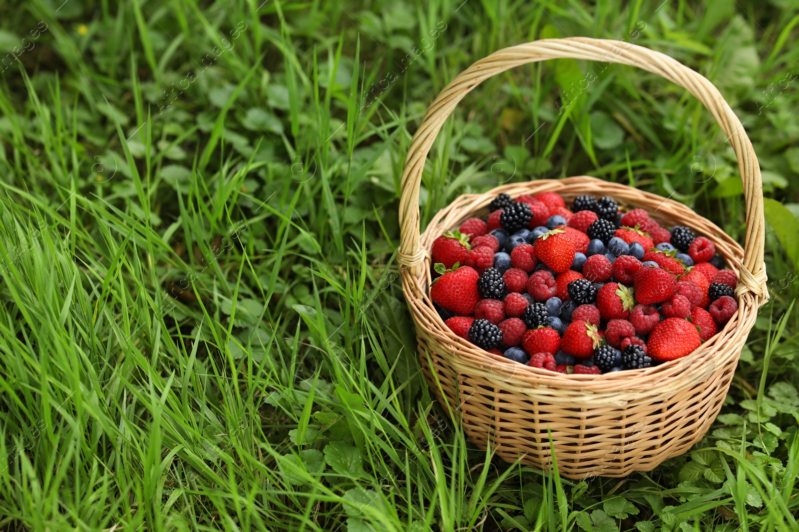 Photo of Wicker basket with different fresh ripe berries in green grass outdoors, space for text