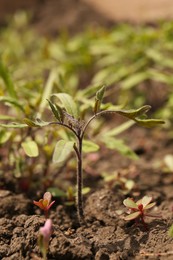 Photo of Young tomato seedling growing in soil, closeup