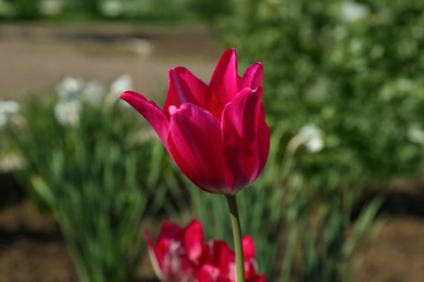 Photo of Beautiful red tulip growing in garden, closeup. Spring season