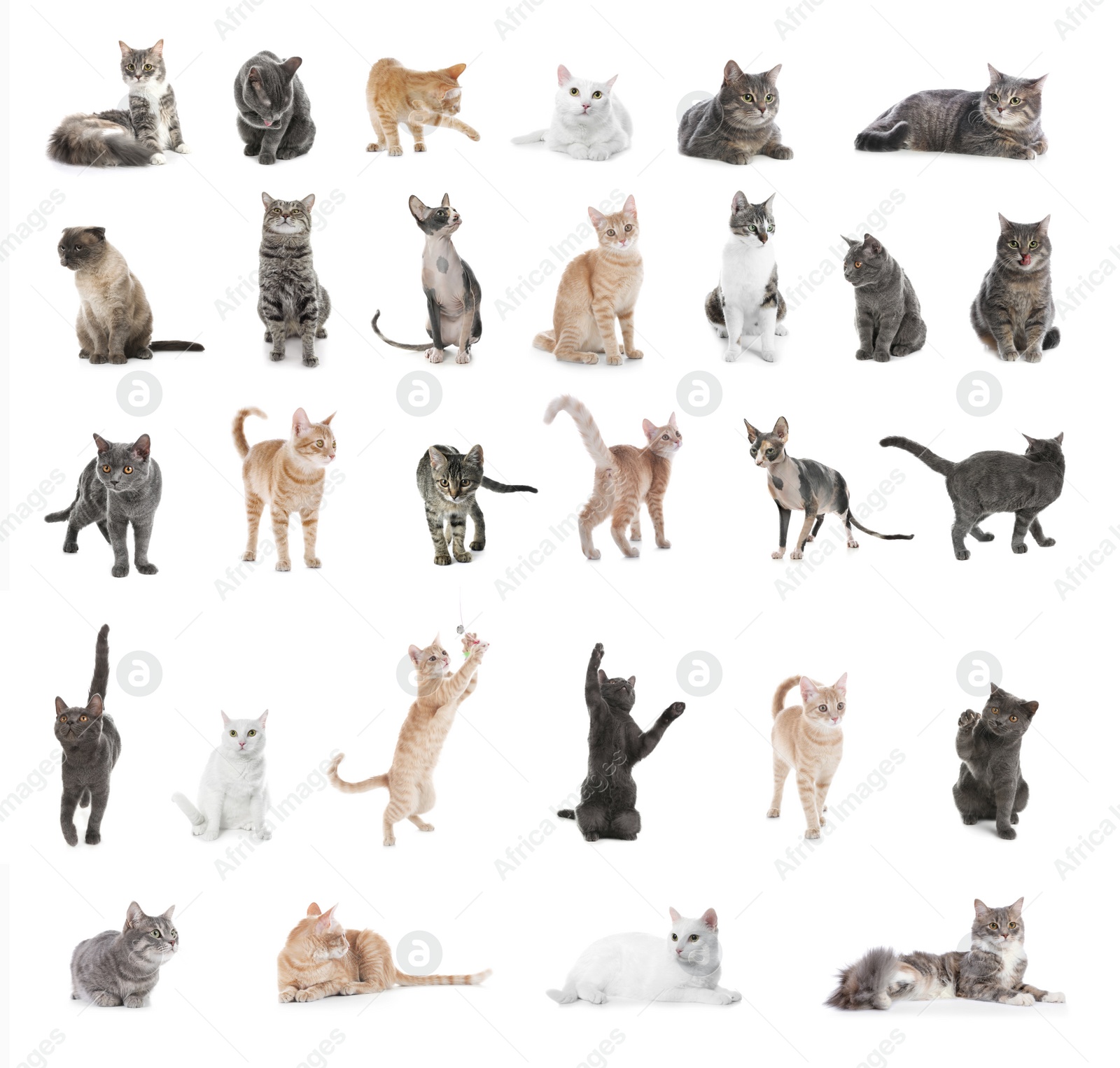 Image of Collage of beautiful cats on white background. Lovely pet