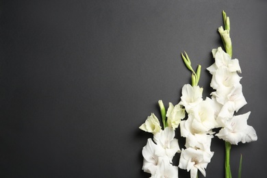 Flat lay composition with beautiful gladiolus flowers on dark background