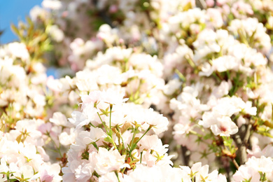 Blossoming cherry tree, closeup