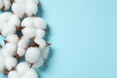 Photo of Fluffy cotton flowers on light blue background, top view. Space for text