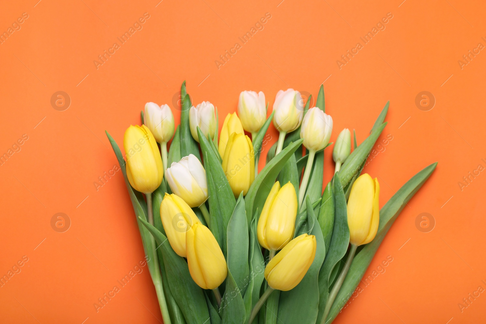 Photo of Bouquet of beautiful yellow tulips on orange background, top view