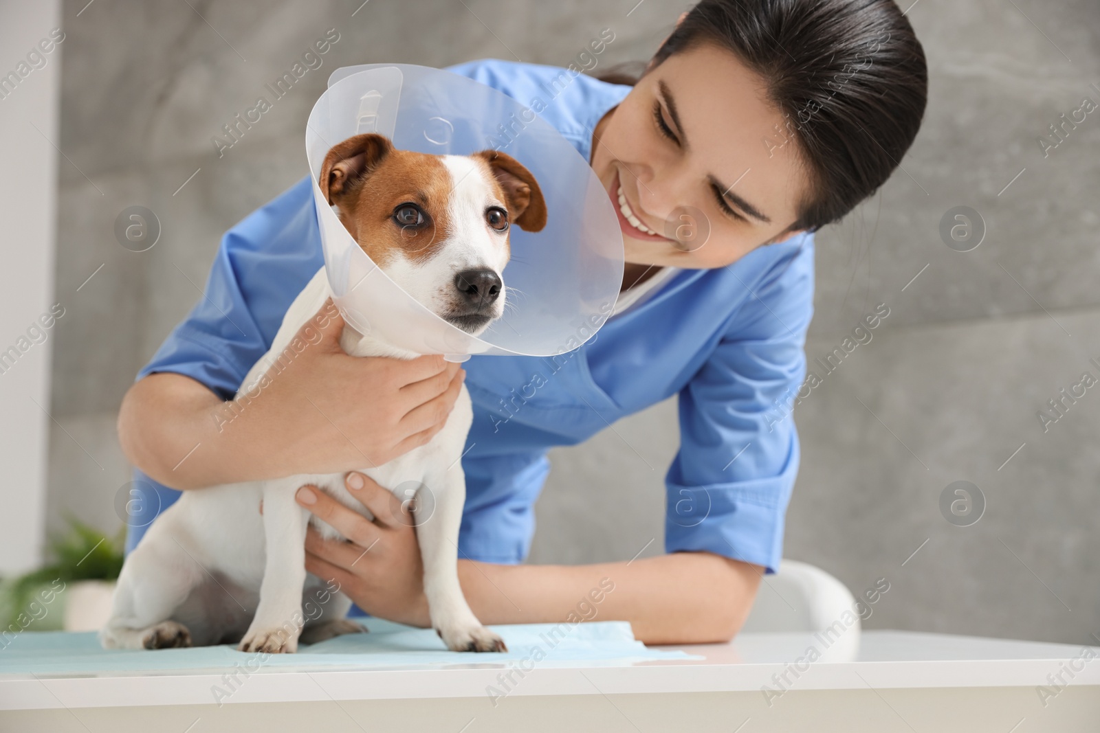 Photo of Veterinarian and cute Jack Russell Terrier dog wearing medical plastic collar in clinic