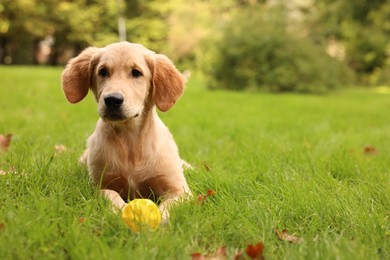 Photo of Cute Labrador Retriever puppy playing with ball on green grass in park, space for text