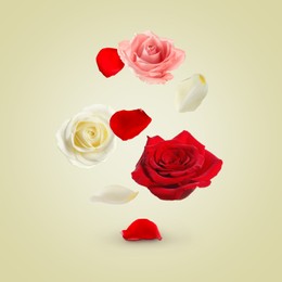 Image of Beautiful tender roses flying on beige background