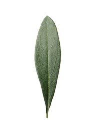 Photo of Fresh green olive leaf isolated on white