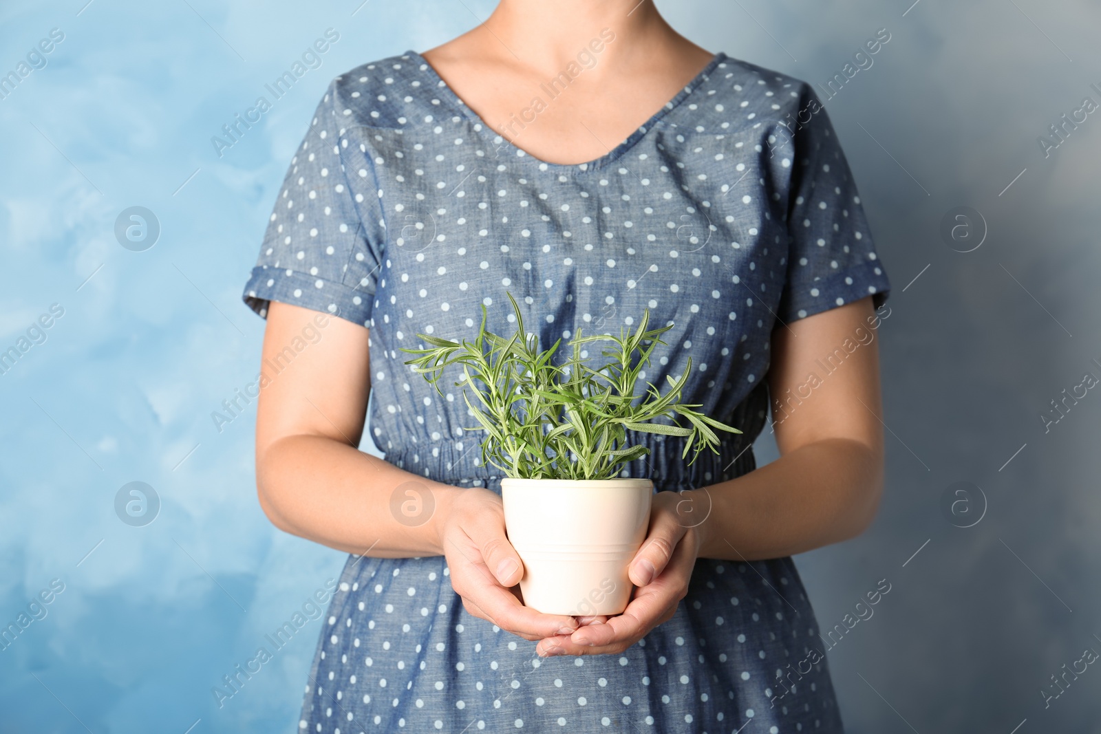 Photo of Woman holding pot with fresh rosemary, closeup