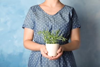 Photo of Woman holding pot with fresh rosemary, closeup