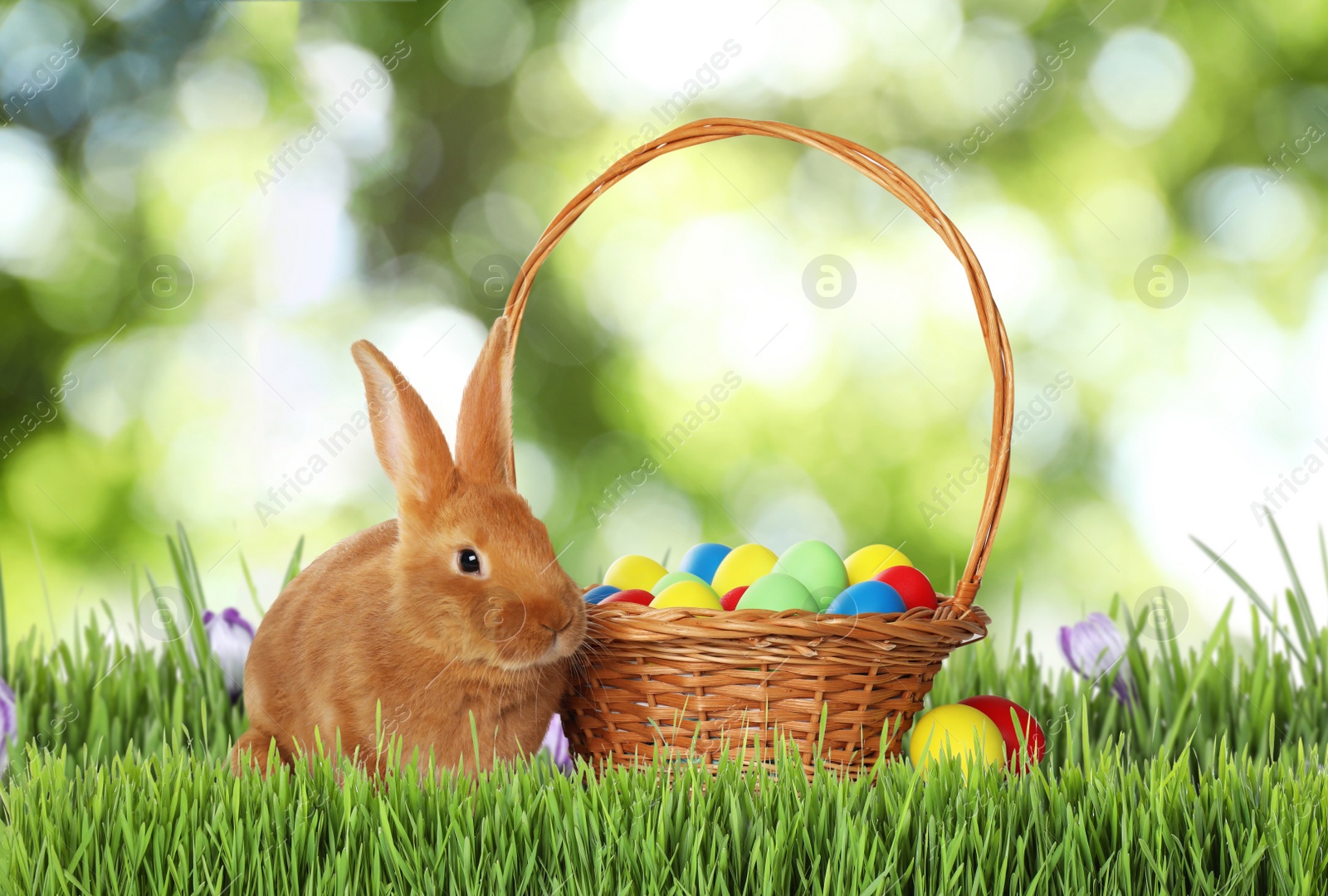 Image of Cute bunny and colorful Easter eggs on green grass outdoors